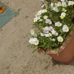 DSC00345